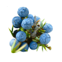 Juniper berry (Juniper communis)