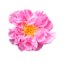 Rose damascena
