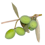 Olive (Olea europea)