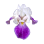 Irris (Iris germanica florentina)