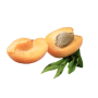 Apricot (Prunus armeniaca)