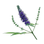 Vitex (Vitex agnus cactus)