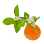 Petitgrain (Citrus bigaradia)