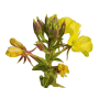 Evening primrose (Oenothera biennis)