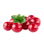 Cranberry (Vaccinium macrocarpon)