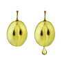 Grape (Vitis vinifera) seed