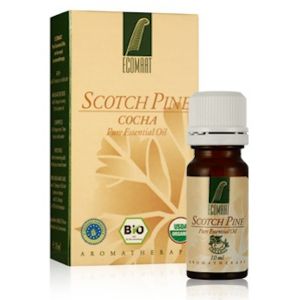 Organic pure Scotch pine (Pinus silvestris)